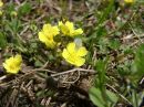 Potentilla tabernaemontani