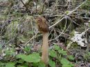 Morchella esculenta