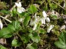 Viola alba