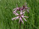 Lychnis flos-cuculi