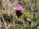 Dianthus carthusianorum