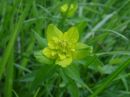 Euphorbia verrucosa