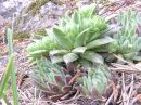 Sempervirum tectorum