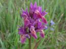 Dactylorhiza sambucina