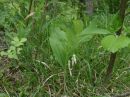 Polygonatum odoratum