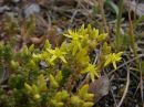 Sedum acre