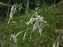 Silene nutans