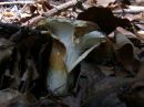 Cantharellus cibarius