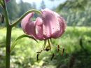 Lilium martagon