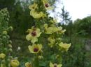 Verbascum nigrum