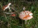 Amanita muscaria