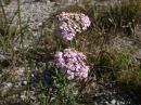 Achillea millefolium