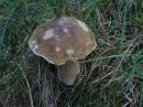 Boletus edulis