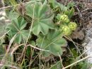 Alchemilla vulgaris