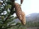 Picea abies