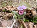 Pulmonaria officinales