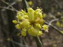 Cornus mas