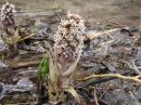 Petasites hybridus