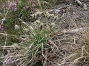 Sesleria varia