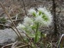 Petasites albus