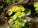 Chrysosplenium alternifolium