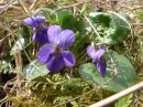 Viola odorata