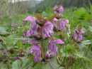 Lamium maculatum