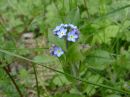 Myosotis sylvatica