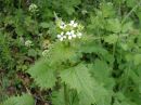 Alliaria petiolata