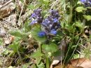 Ajuga reptans