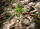 Mercurialis perennis