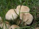 Calocybe gambosa