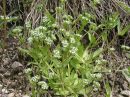 Valerianella locusta