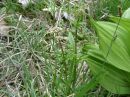 Valeriana dioica