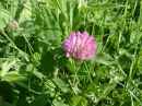 Trifolium pratense