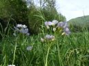 Cardamine pratensis