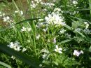 Cardamine amara