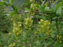 Berberis vulgaris