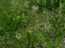 Plantago lanceolata