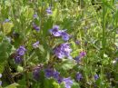 Glechoma hederacea