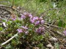 Thymus serpyllum