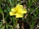 Helianthemum nummularium