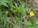 Potentilla erecta