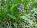 Dactylorhiza majalis