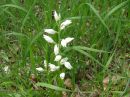 Cephalanthera longifolia