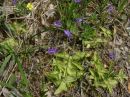 Pinguicula vulgaris