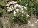 Cerastium arvense