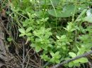 Galium rotundifolium