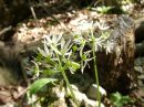 Allium ursinum