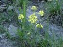 Erysimum cheiranthoides